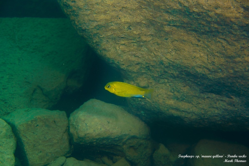 Tropheops sp. 'mauve yellow' Pombo Rocks